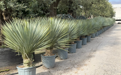 Yucca rostrata